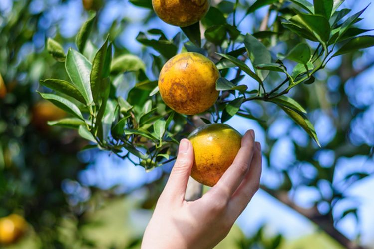 Ilustrasi panen jeruk. 