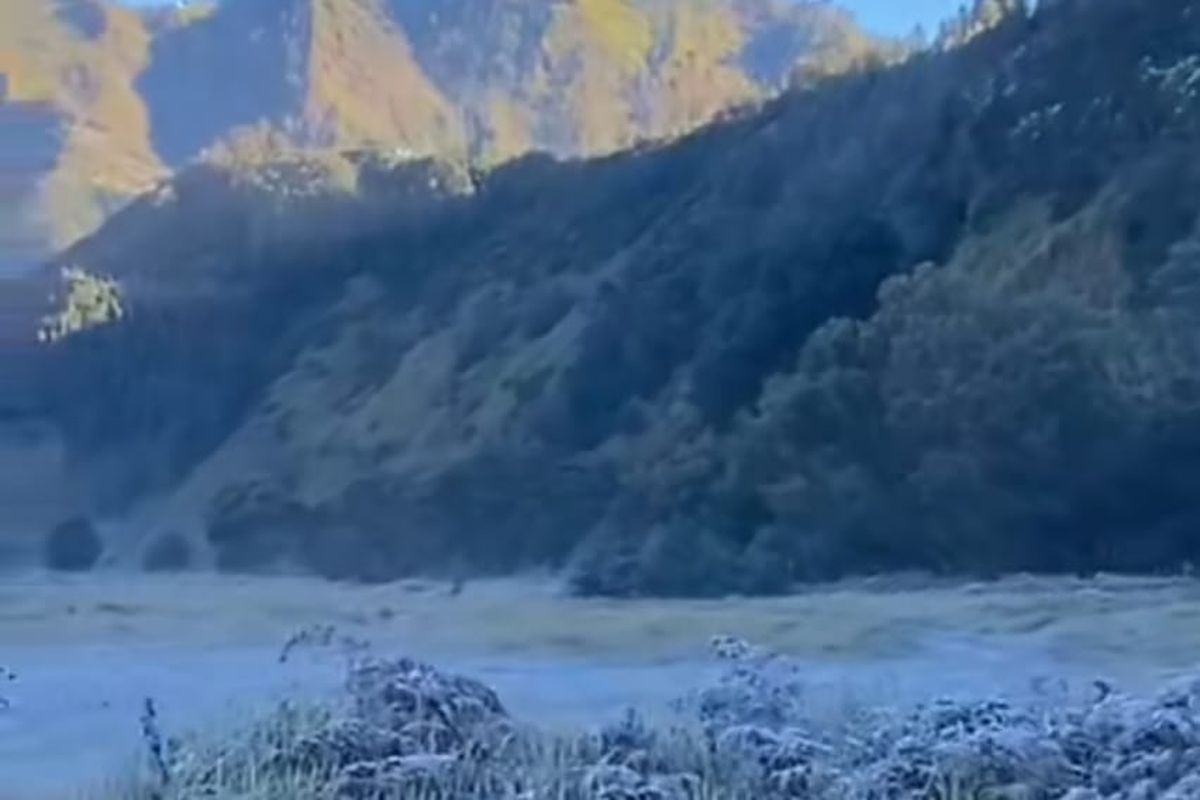 Hamparan embu upas yang menyerupai salju muncul di kawasan Bromo pada Kamis (10/7/2025). Hal itu menambah daya tarik wisatawan