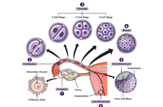 Jalannya Sel Telur dari Pembentukan hingga Embrio