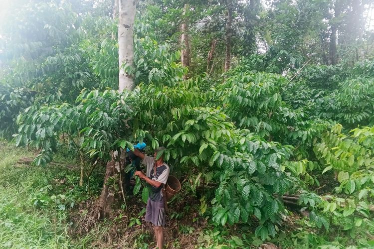 Rawatrony, seorang petani dari Desa Mekar Raya, Kecamatan Simpang Dua, Kabupaten Ketapang, sedang memeriksa tanaman kopi di lahan miliknya pada Sabtu (25/10/2025).