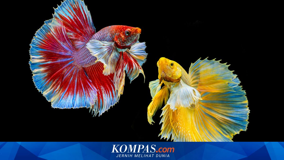 Mengapa Ikan Cupang Suka Berkelahi? Ini Penyebabnya