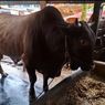 Berat Sapi Kurban Presiden Prabowo di Samarinda Capai 844 Kilogram