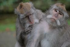 Dua Monyet di India Ditangkap karena Bunuh 250 Anjing
