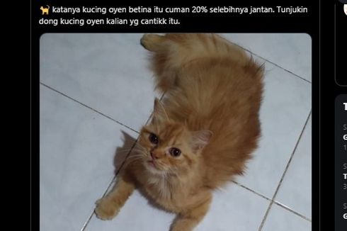 Benarkah Kucing Oranye Betina Langka?
