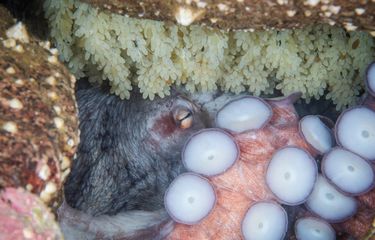 Cara Gurita Berkembang Biak, Induknya Akan Mati Setelah Bertelur