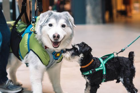 5 Tips Aman Mengajak Anjing Peliharaan Jalan-jalan ke Mal