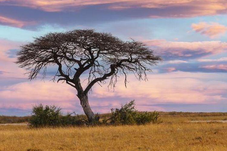 Era Kolonial Di Afrika Selatan Tunjukkan Fenomena Tanaman Sebabkan Kerusakan Halaman All Kompas Com