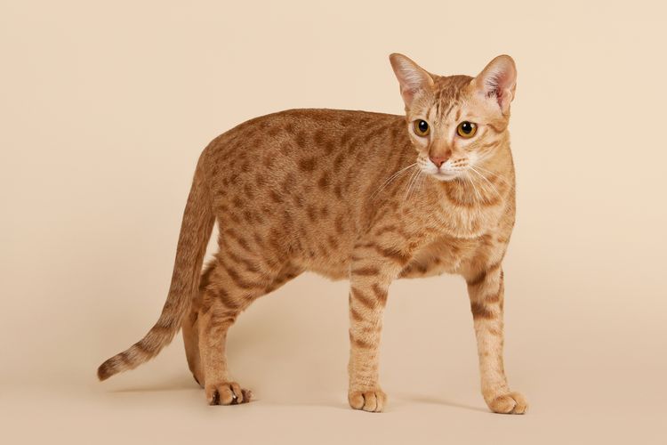 Ilustrasi kucing Ocicat.