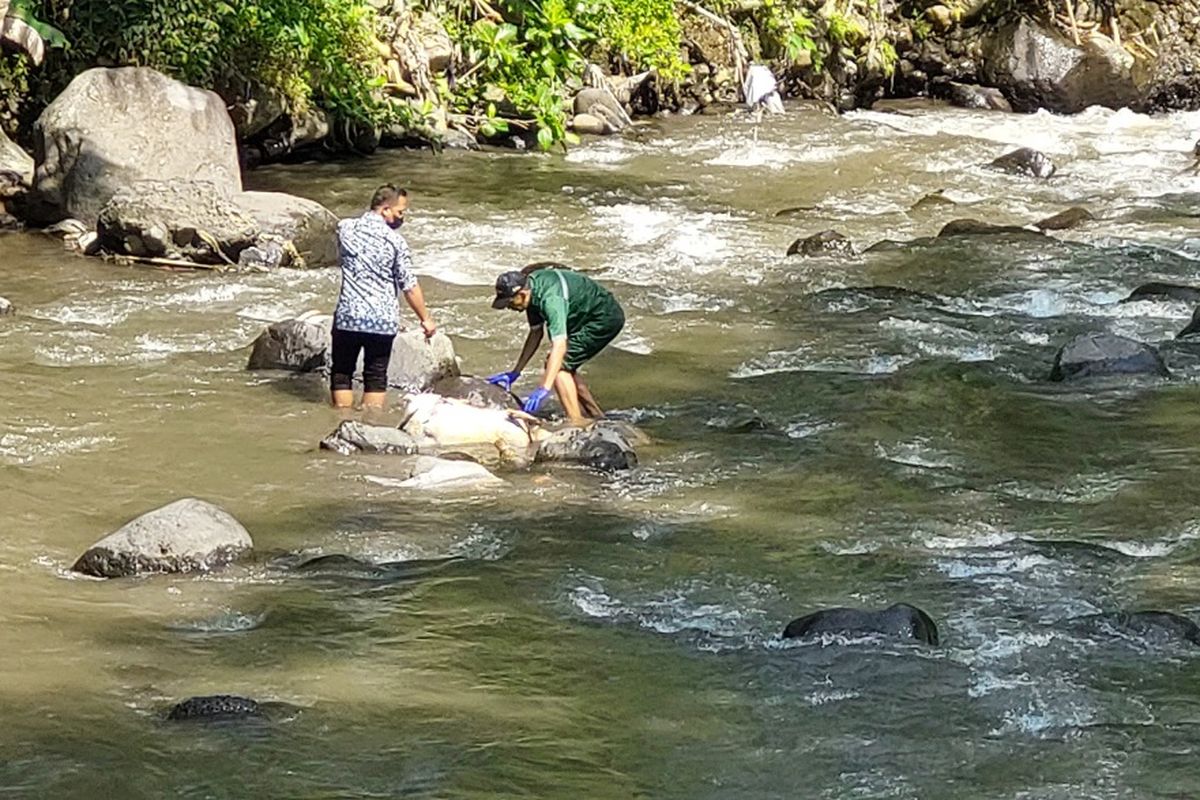 Petugas mengevakuasi bangkai kambing yang ada di Sungai Serang.