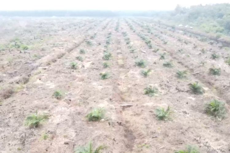 Tersangka Karhutla Ditangkap di Riau, Hutan Dibakar Lalu Ditanam Sawit