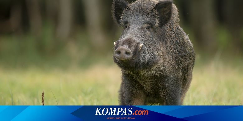 3 Tips Aman Saat Bertemu Babi Hutan di Gunung Halaman all - Kompas.com