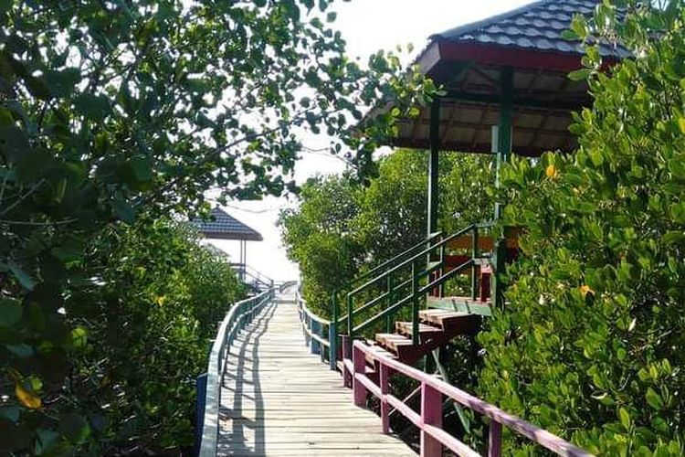 Berkat perjuangan selama kurang lebih 38 tahun, luas hutan mangrove di pesisir Desa Lembung kini mencapai 45 hektare. Tanaman di atas lahan milik Perhutani itu kemudian disulap menjadi ekowisata.