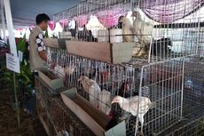 Ladang Uang Ternak Ayam Kampung, Modal Kecil, Peluang Menjanjikan
