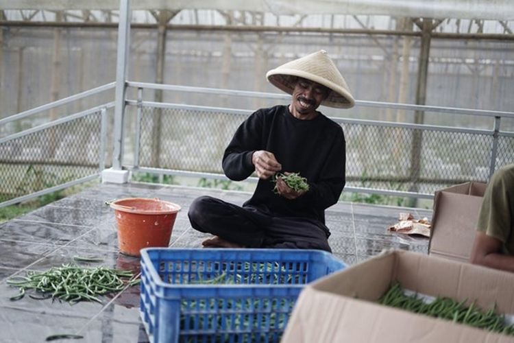 Salah satu petani terlihat memanen baby buncis jenis Kenya di lahan terbuka seluas 200 m2 di kawasan wakaf produktif di Pesantren Tahfizh Green Lido (PTGL) Dompet Dhuafa, Sukabumi, Jabar.