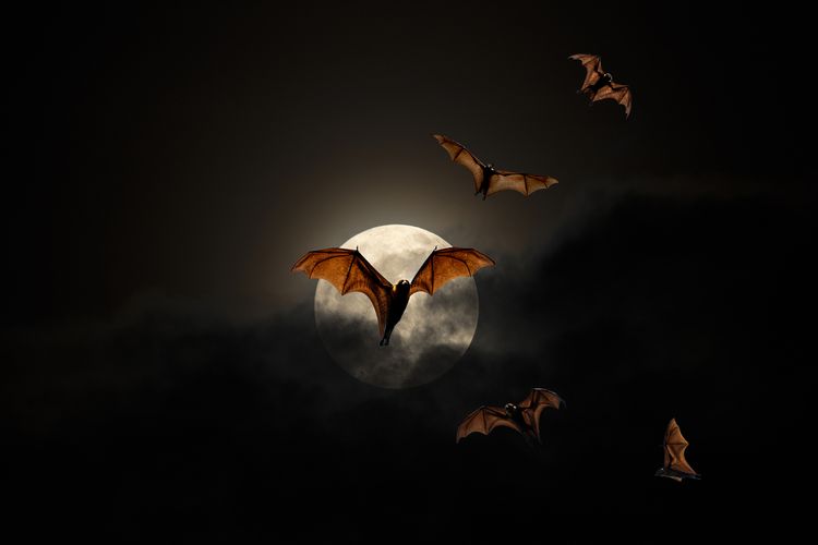 Ilustrasi kelelawar terbang di malam hari, hewan nokturnal