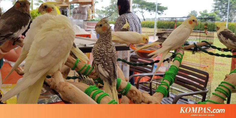 Cockatiel Burung Peliharaan Yang Tak Butuh Kandang