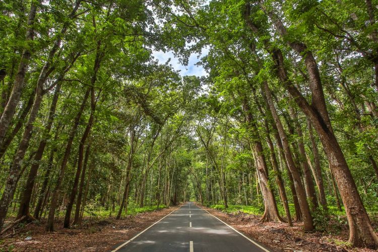 Taman Nasional Alas Purwo, geopark yang ada di Banyuwangi, Jawa Timur.