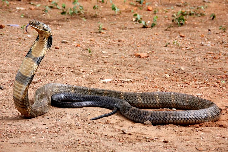 Ular King cobra (Ophiophagus hannah) adalah spesies ular berbisa terpanjang di dunia. Ular King Cobra juga menjadi salah satu jenis ular paling berbahaya di dunia.