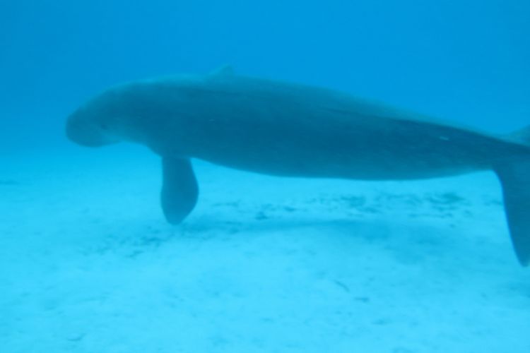 Duyung yang memiliki nama ilmiah Dugong dugon.