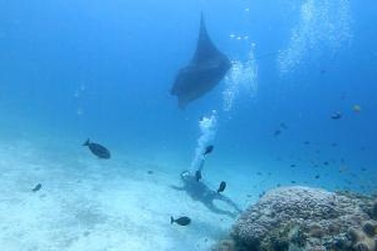 Berenang bersama ikan pari manta di perairan Raja Ampat, Papua.