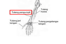 5 Fungsi Tulang Pengumpil