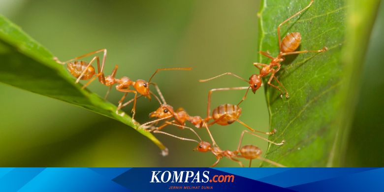 Serba Serbi Hewan: Kenapa Semut kalau Jalan Berbaris?