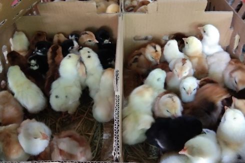[POPULER MONEY] Ladang Uang Ternak Ayam Kampung | Jepang Resesi Ekonomi