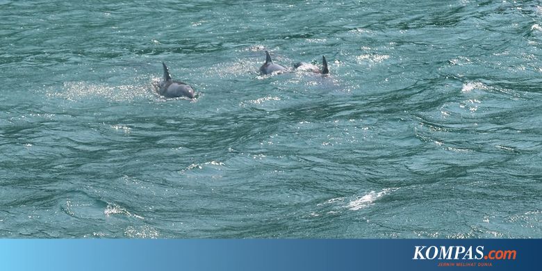 "Berburu" Lumba-Lumba di Pelosok Australia