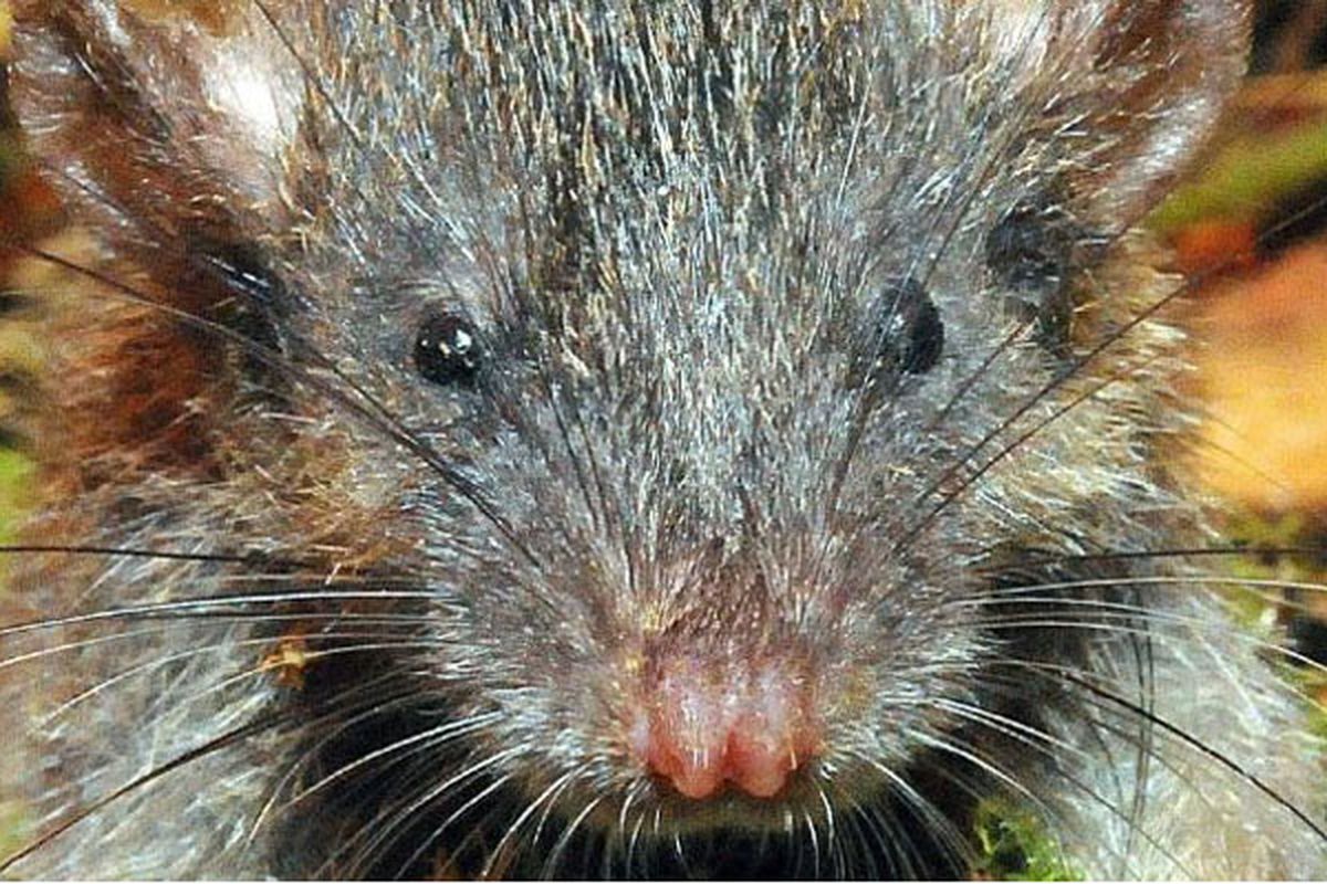 Tikus akar (Gracilimus radix) ini ditemukan di Sulawesi pada tahun 2011.