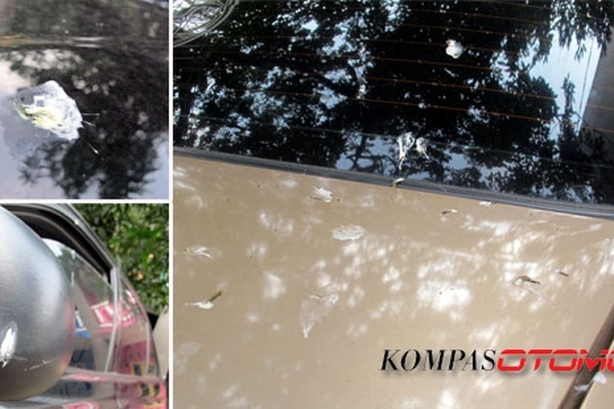 Kotoran burung sangat berbahaya untuk cat mobil jika dibiarkan mengering.