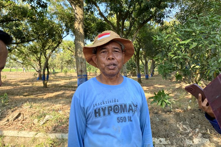 Dilema Petani di Lobener Lor Indramayu: Air Ada tapi Sawah Kekeringan