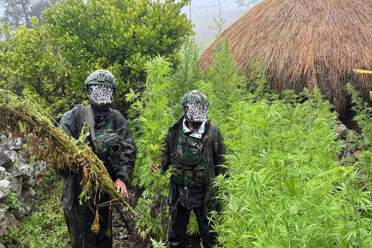 Koops TNI Habema Temukan 5.000 Batang Ganja di Yahukimo