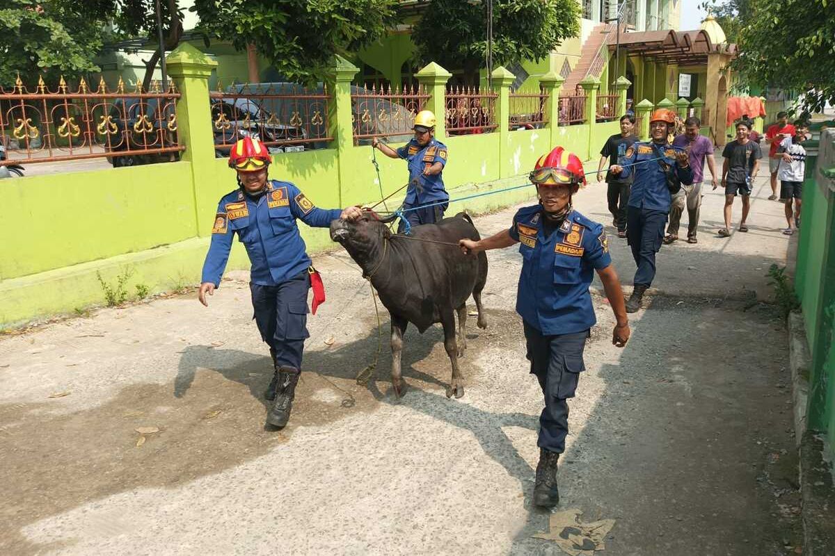 Tim rescue Damkar mengamankan sapi yang mengamuk saat akan disembelih di wilayah Cibinong, Kabupaten Bogor, Jawa Barat, Sabtu (7/6/2025).