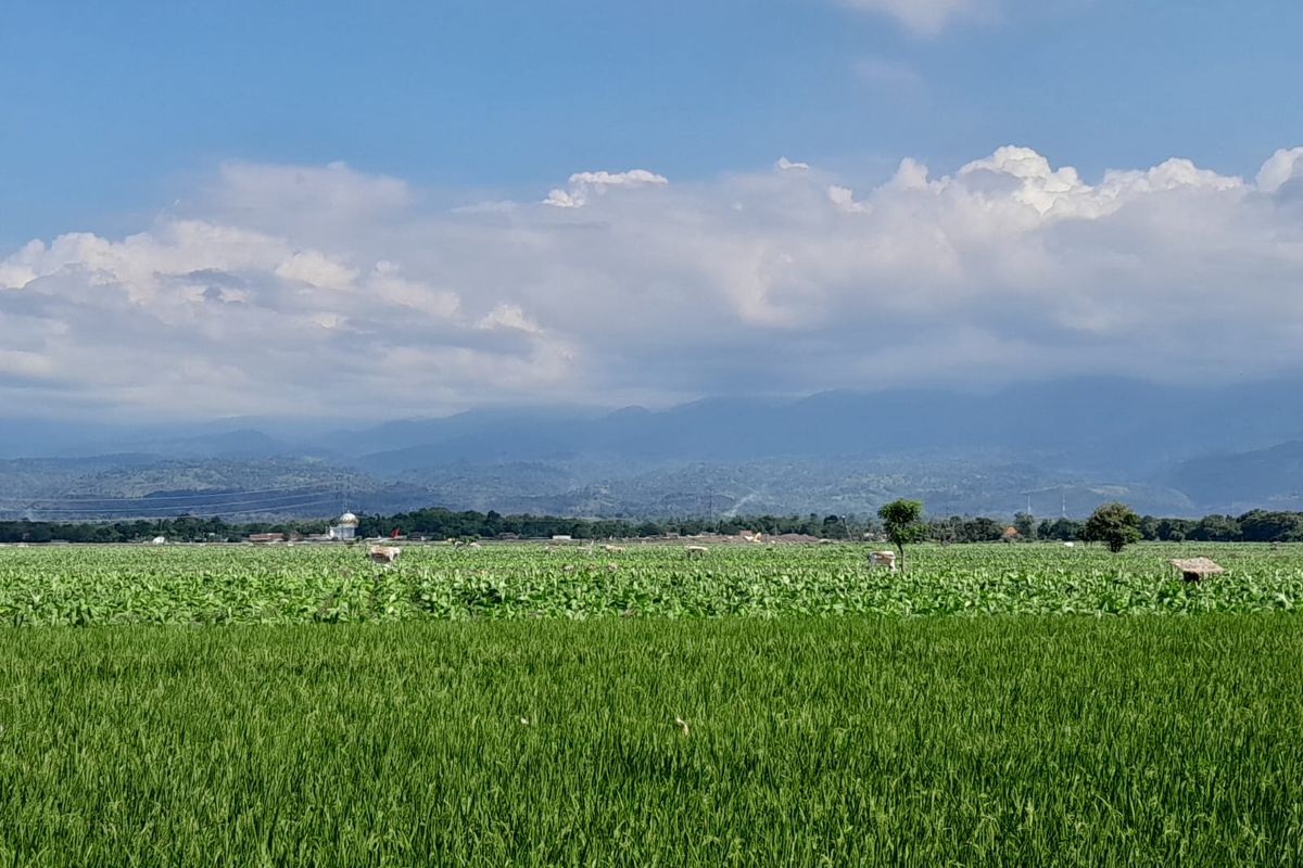 Pertanian tembakau di Kabupaten Situbondo Provinsi Jawa Timur.