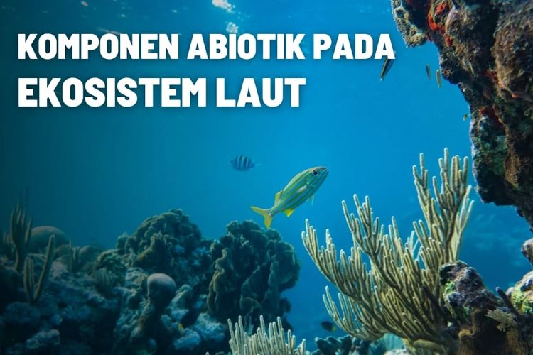 Komponen abiotik yang terdapat pada ekosistem laut adalah air, suhu, cahaya matahari, salinitas, kadar oksigen, dan unsur hara.