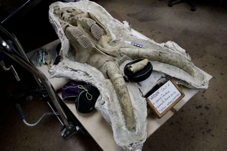 Salah satu fosil tulang tengkorak anak mammoth yang ditemukan di bawah kota Los Angeles, California.