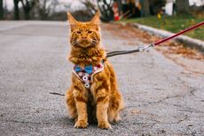 Maine Coon, Kucing Bertubuh Besar yang Cantik