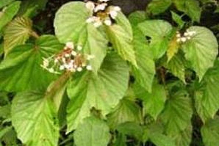 <i>Begonia kelimutuensis</i>