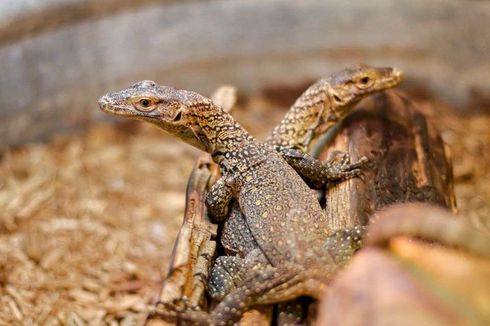 Langka, Tiga Bayi Komodo di AS Lahir Tanpa Melibatkan Perkawinan