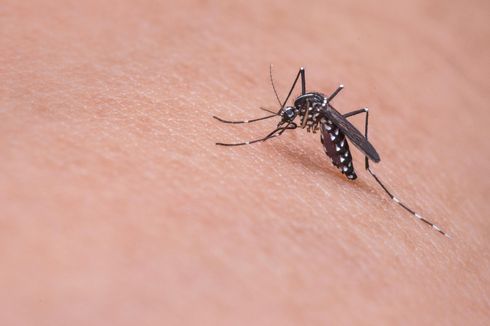 12 Cara Mengusir Nyamuk yang Berdengung di Telinga