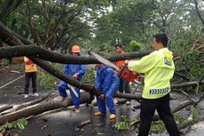 Hujan Disertai Angin Kencang di Lombok Barat, 5 Pohon Tumbang