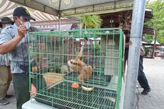Jual Binturong hingga Buaya Muara, Warga Semarang Ditangkap di Yogyakarta