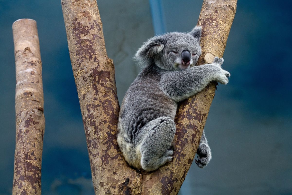 Ilustrasi Koala.