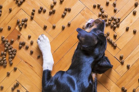 8 Penyebab Anjing Mogok Makan