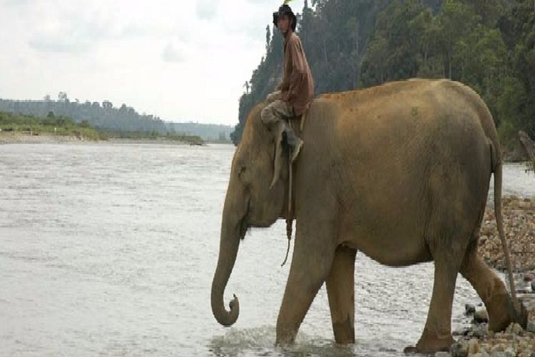 Gajah di Sebelat, Bengkulu Utara
