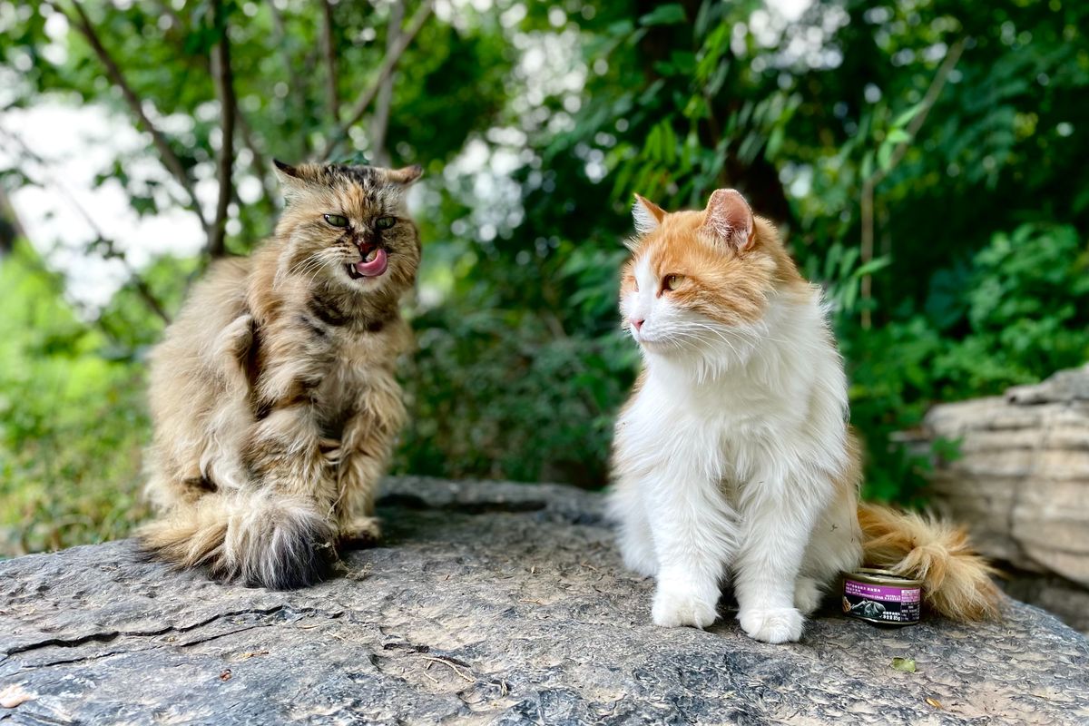 Anda bisa menaburkan merica atau menanam lavender untuk menjauhkan kucing dari tanaman kesayangan.