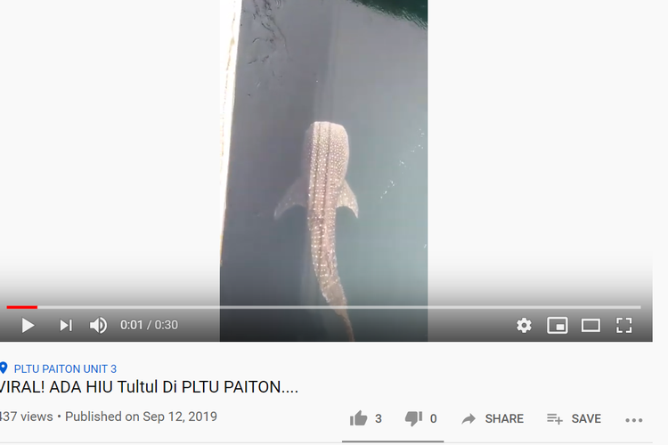 Hiu paus terjebak di kanal PLTU Paiton Kabupaten Probolinggo, Jawa Timur. Videonya beredar di medsos.