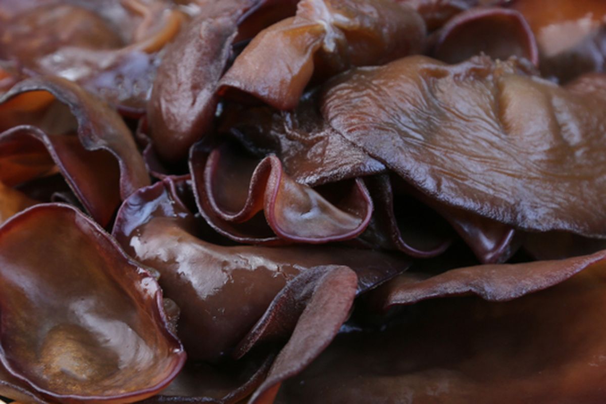 Ilustrasi jamur kuping basah. 