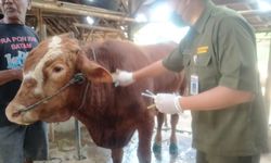 Beredar Kabar Jutaan Sapi Lokal Terpapar PMK, Kementan: Itu Disinformasi