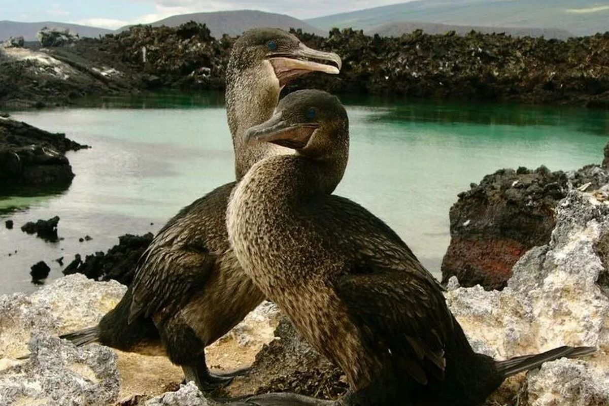 Burung pecuk Galapagos